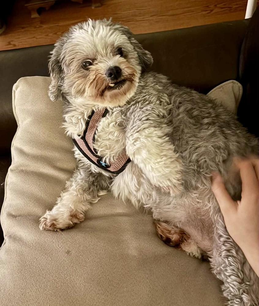 Enlarge Pepper, a Adoptable mixed breed in Middletown, CT image 6/6