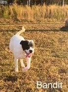 Bandit, Young Female Australian Cattle Dog / Blue Heeler