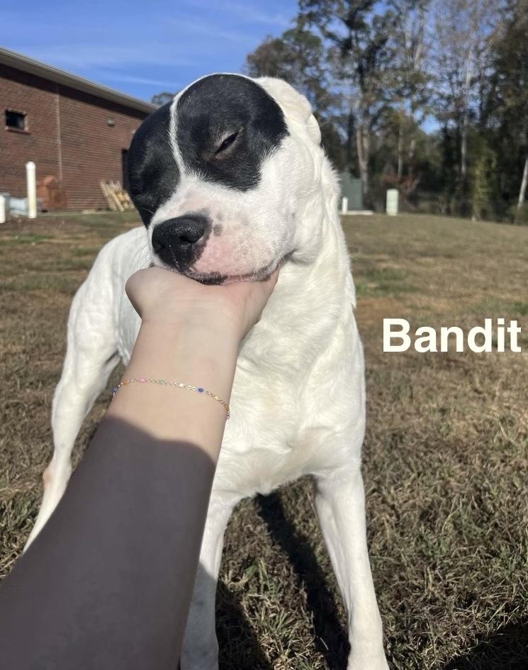 Bandit photo 2