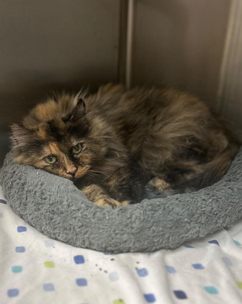 Nora, ADOPTABLE, Adult Female Domestic Long Hair.