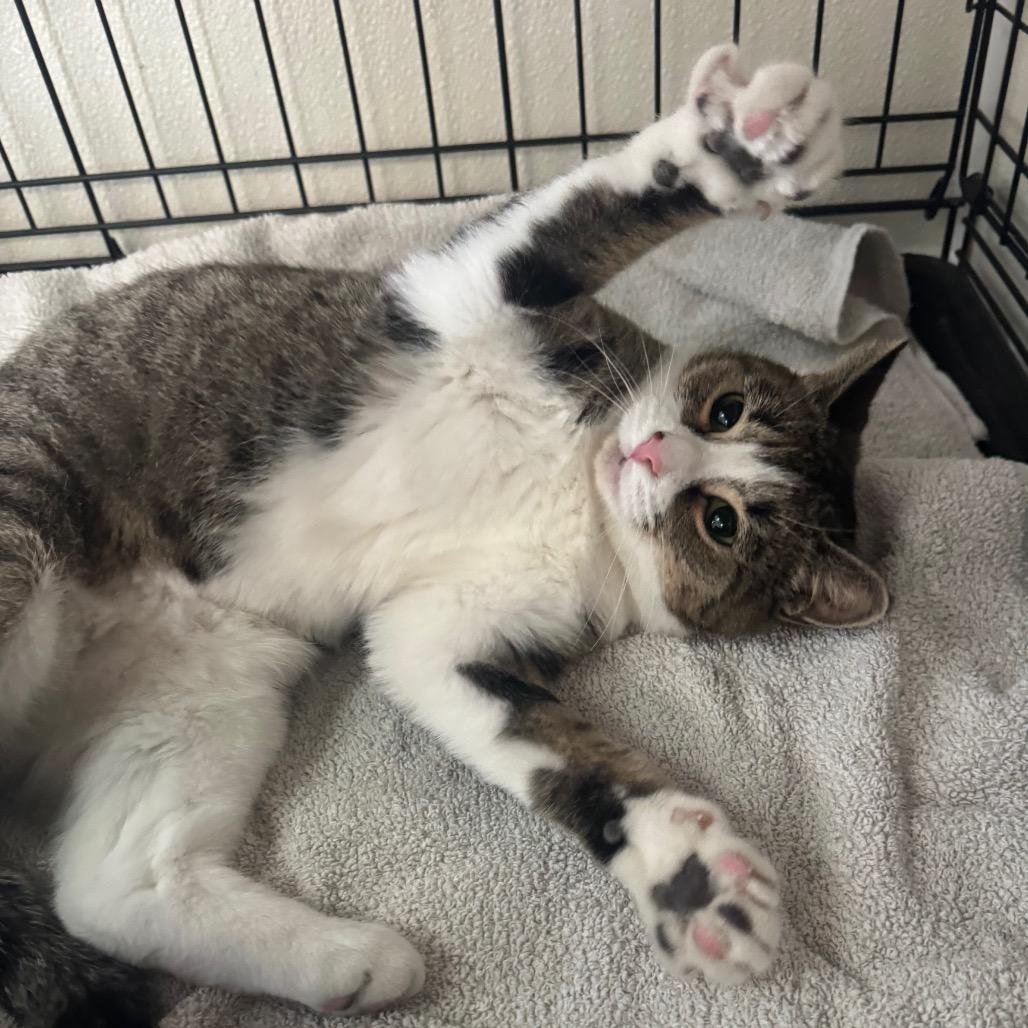 Boots, Adoptable, Young Female Domestic Short Hair.