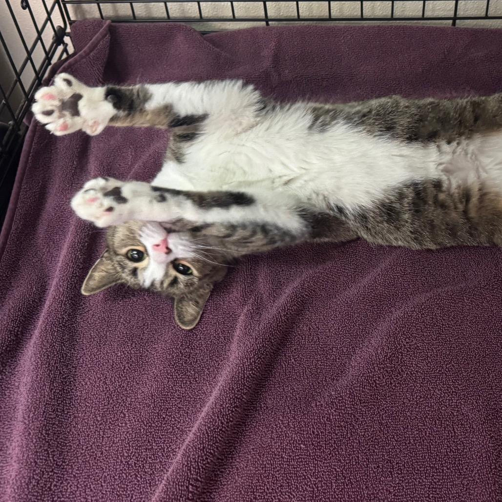 Boots, a Adoptable Domestic Short Hair in Easton, PA image 2/5