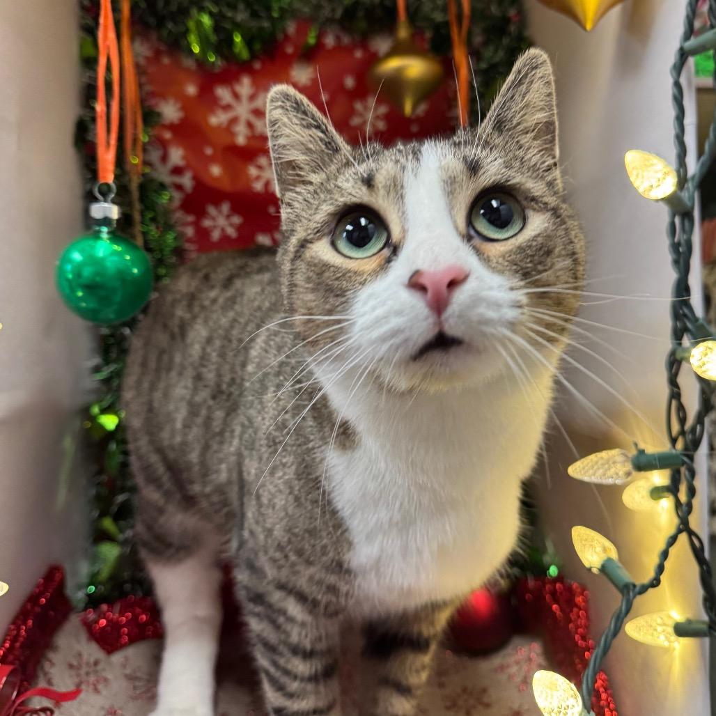 Boots, a Adoptable Domestic Short Hair in Easton, PA image 3/5