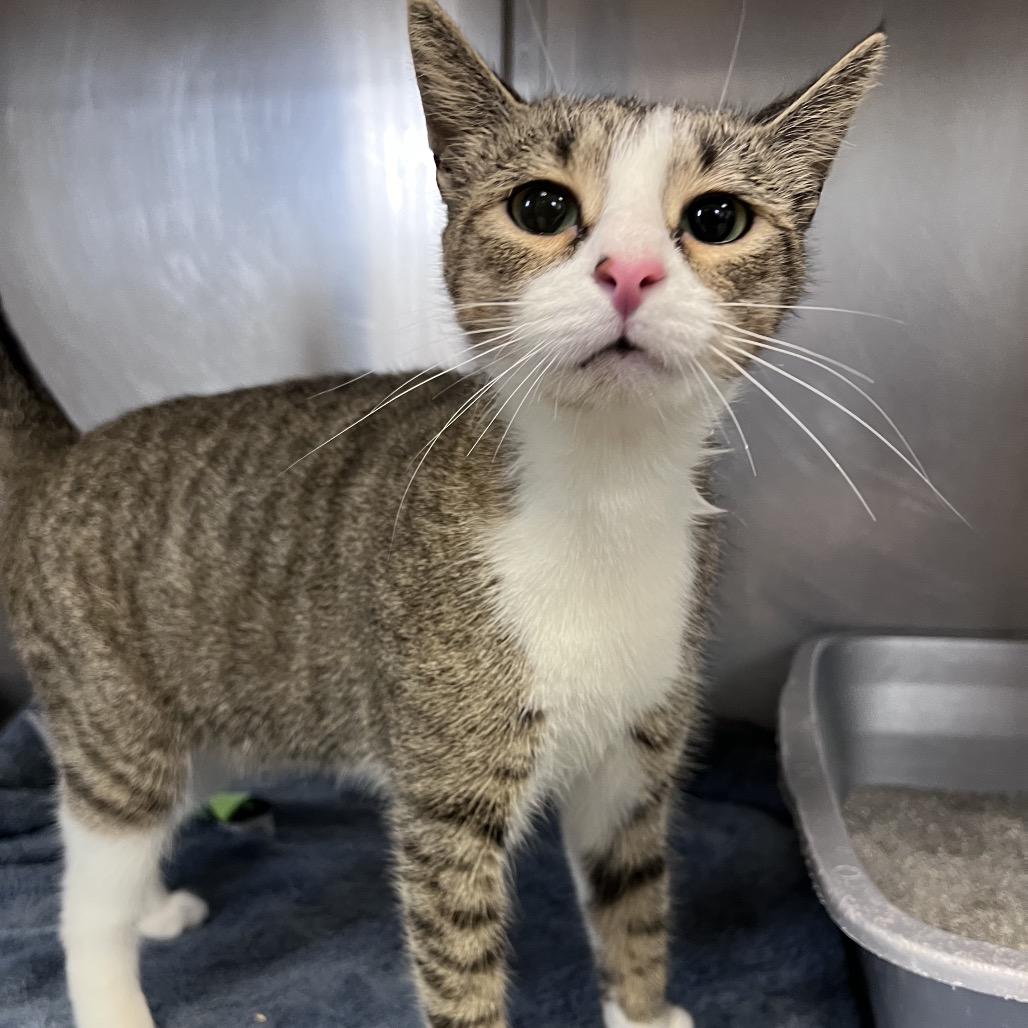 Boots, a Adoptable Domestic Short Hair in Easton, PA image 4/5