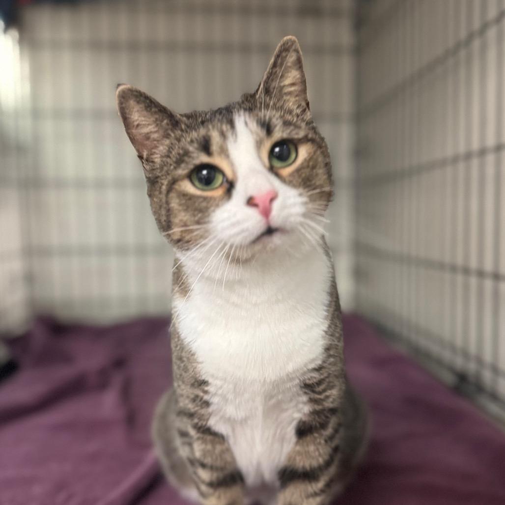 Boots, a Adoptable Domestic Short Hair in Easton, PA image 5/5