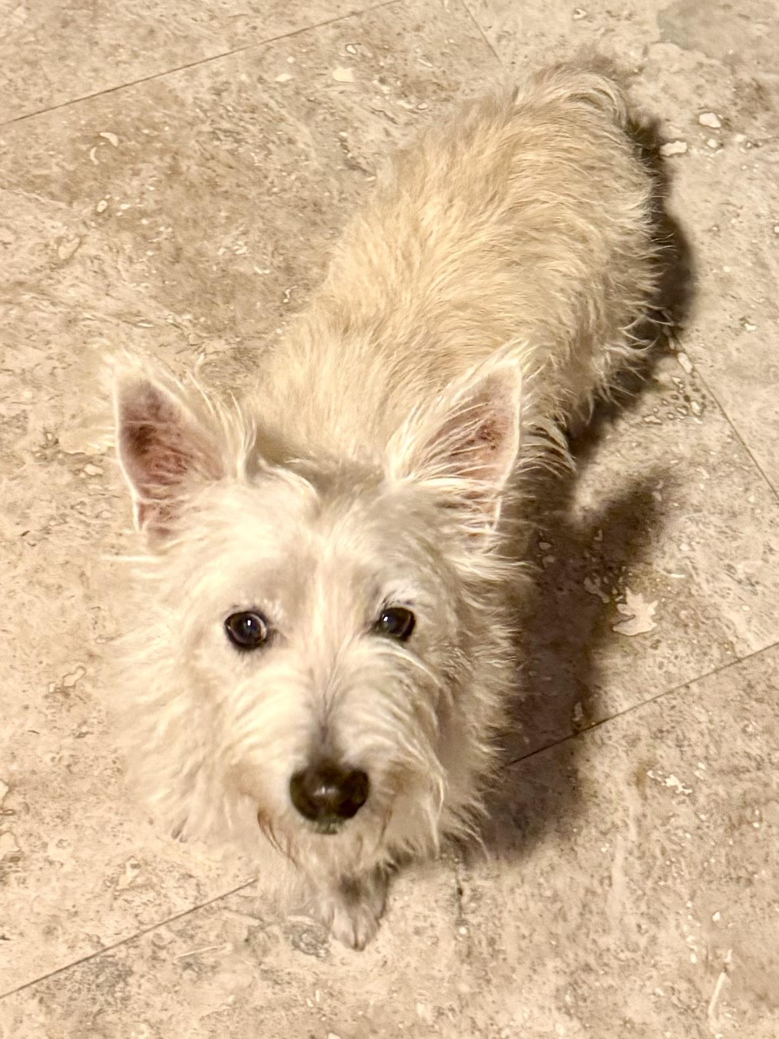 Enlarge Hypoallergenic Westie Girl Clue, an adopted West Highland White Terrier / Westie in Boca Raton, FL image 1/6
