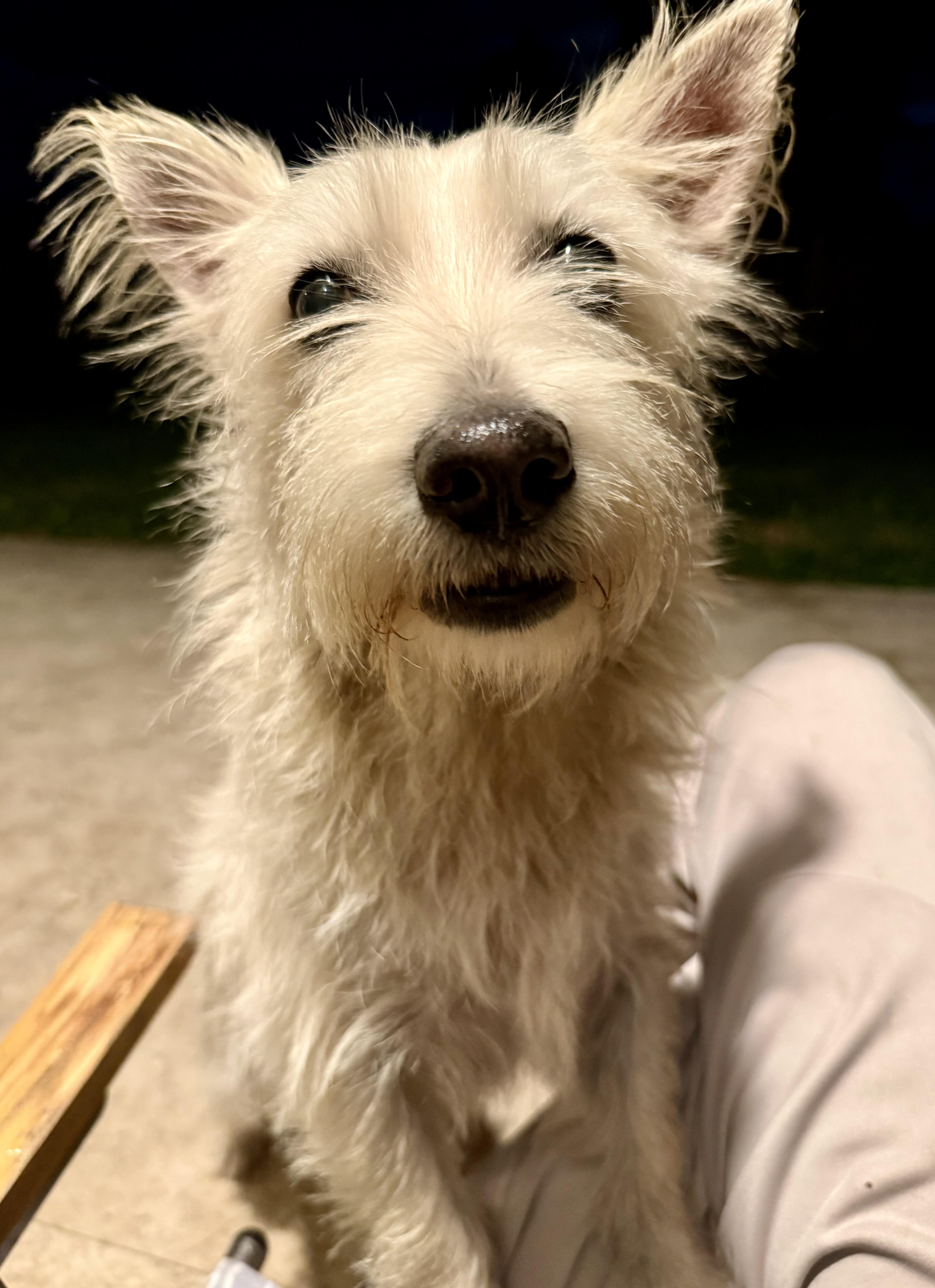 Enlarge Hypoallergenic Westie Girl Clue, an adopted West Highland White Terrier / Westie in Boca Raton, FL image 2/6
