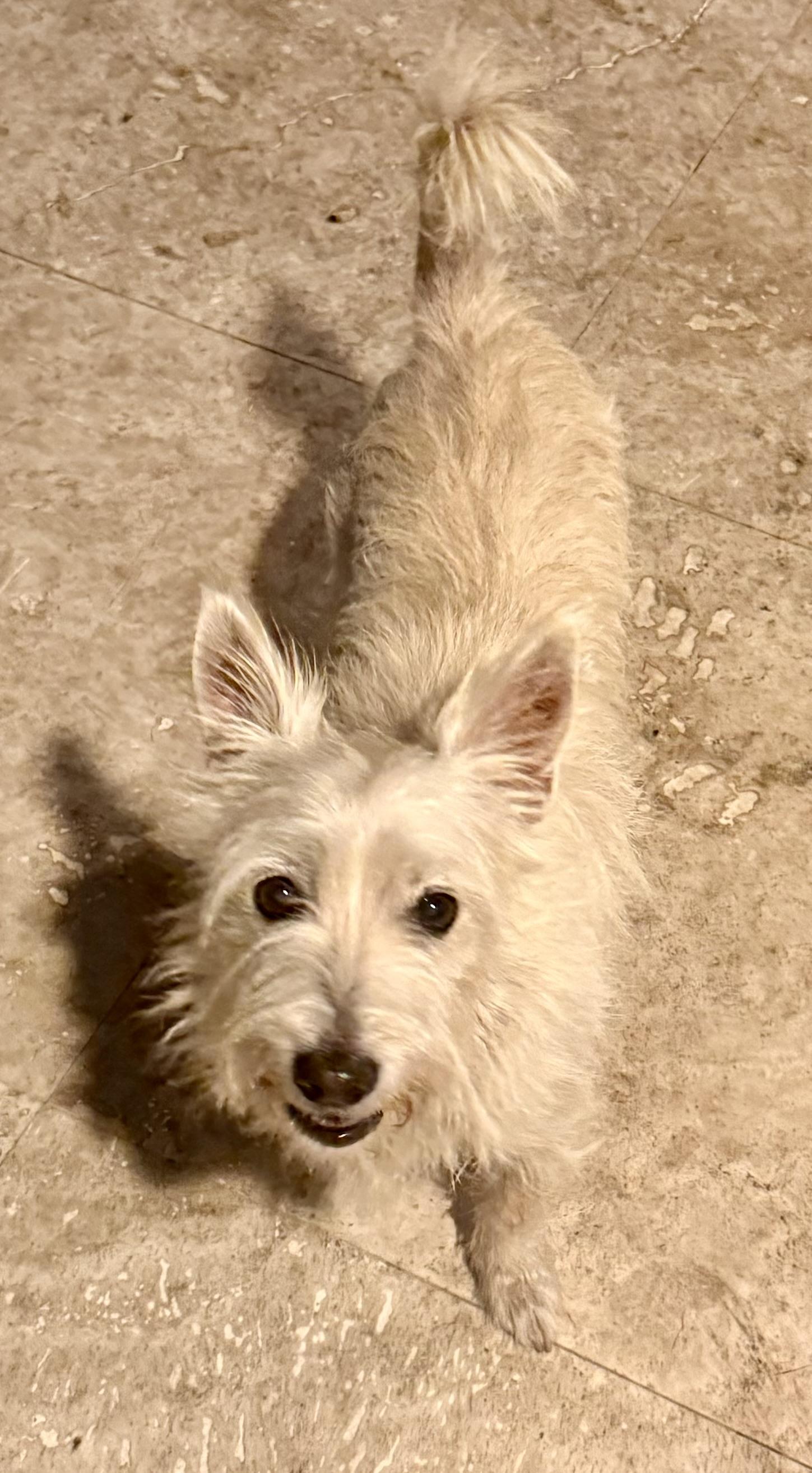 Enlarge Hypoallergenic Westie Girl Clue, an adopted West Highland White Terrier / Westie in Boca Raton, FL image 3/6