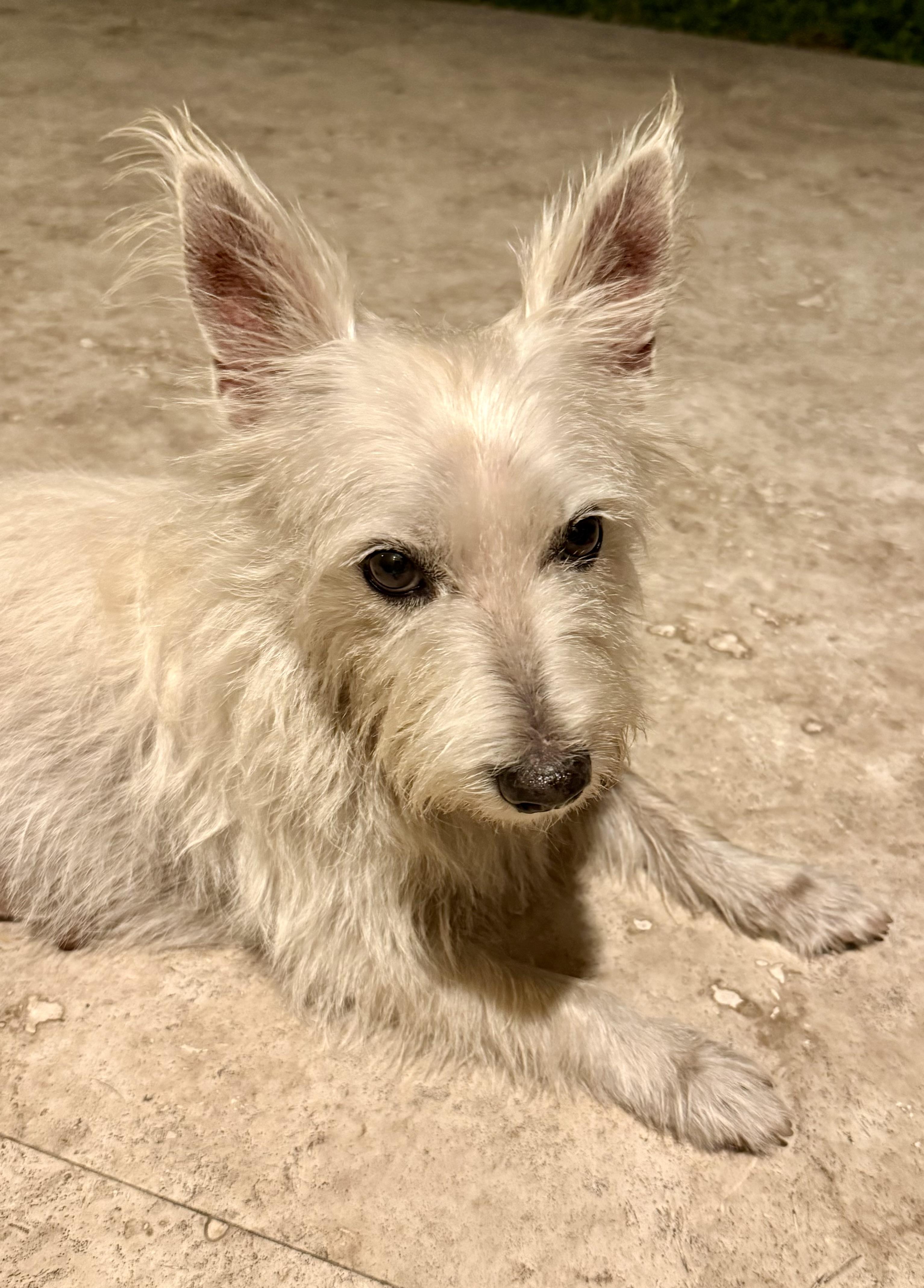 Enlarge Hypoallergenic Westie Girl Clue, an adopted West Highland White Terrier / Westie in Boca Raton, FL image 4/6