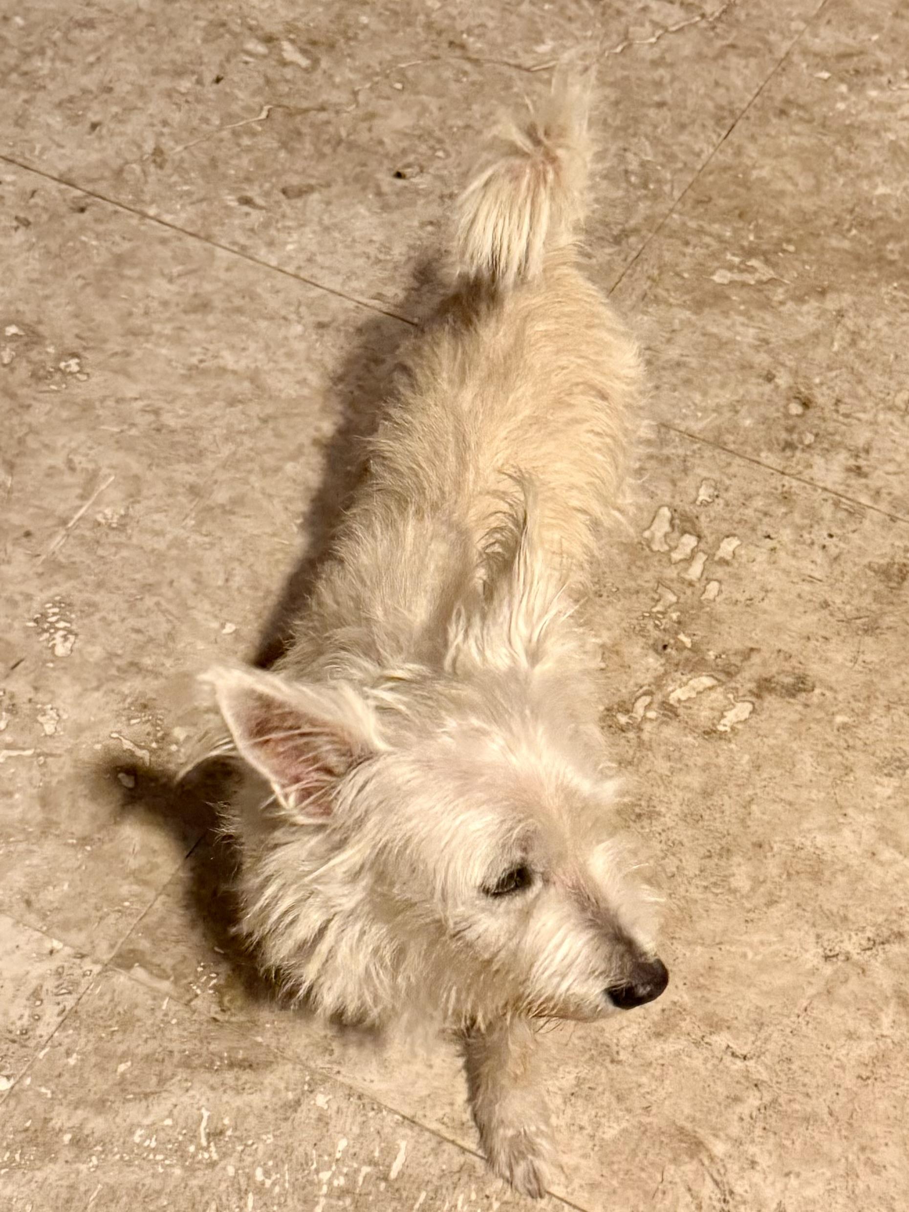 Enlarge Hypoallergenic Westie Girl Clue, an adopted West Highland White Terrier / Westie in Boca Raton, FL image 5/6
