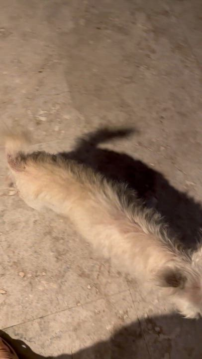 Enlarge Hypoallergenic Westie Girl Clue, an adopted West Highland White Terrier / Westie in Boca Raton, FL video 6/6