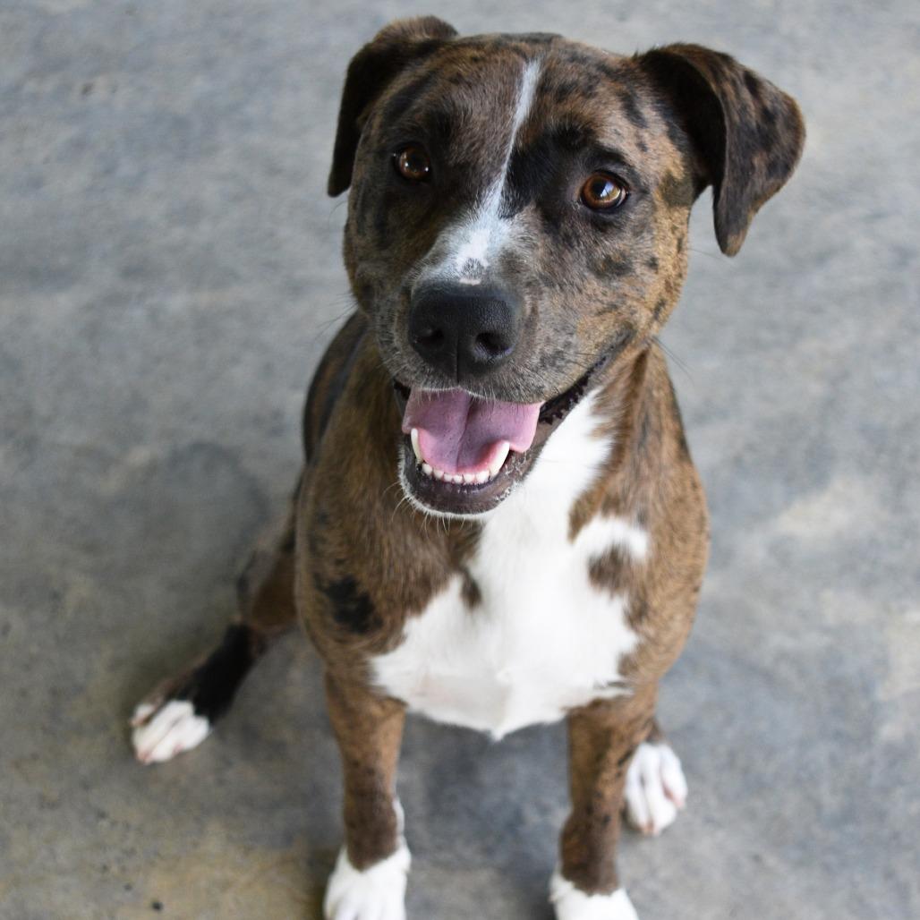 Minnie, Adoptable, Young Female Catahoula Leopard Dog.