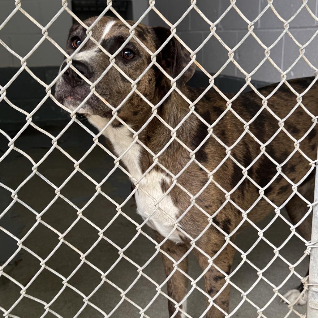 Minnie, Adoptable, Young Female Catahoula Leopard Dog.