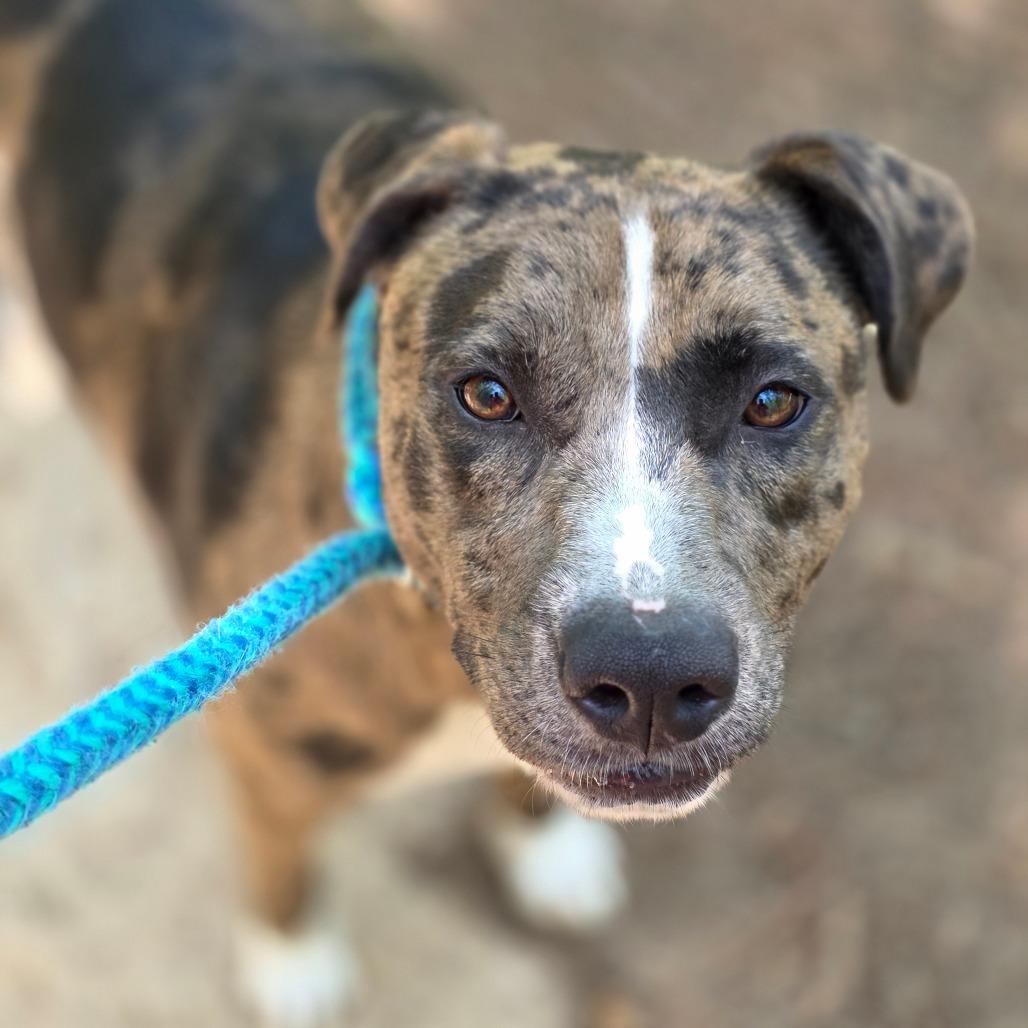 Minnie, a Adoptable Catahoula Leopard Dog in Columbus, NC image 2/3