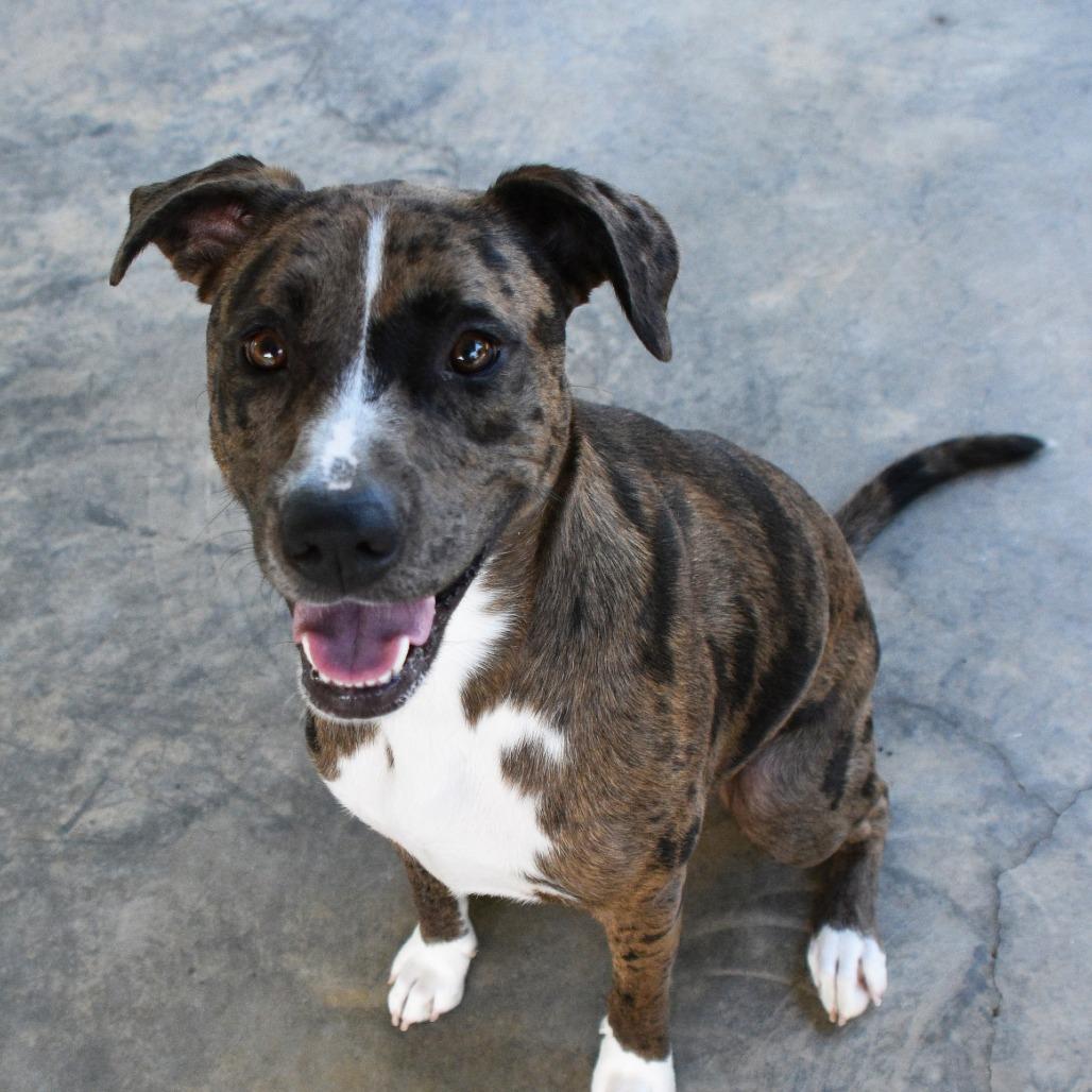 Minnie, a Adoptable Catahoula Leopard Dog in Columbus, NC image 3/6