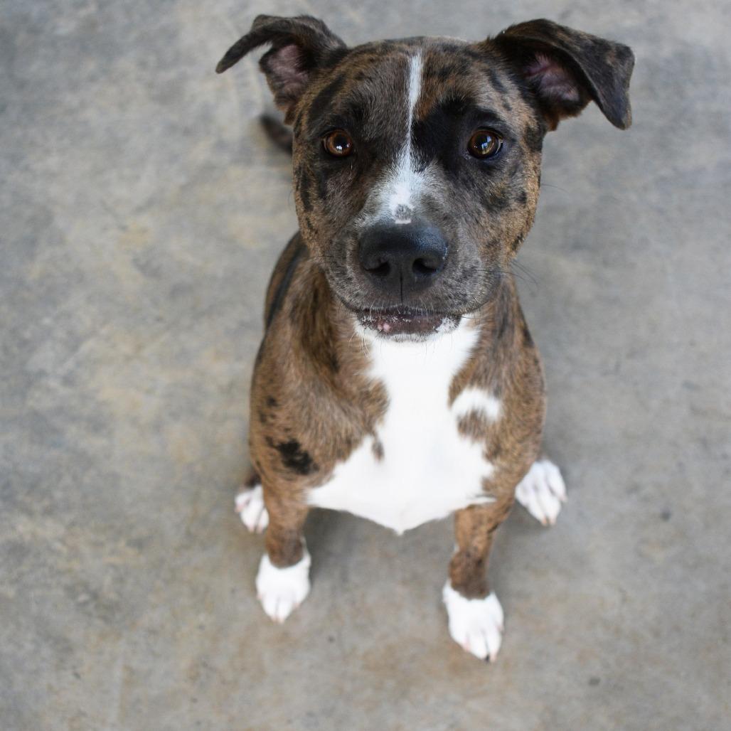 Minnie, a Adoptable Catahoula Leopard Dog in Columbus, NC image 4/6