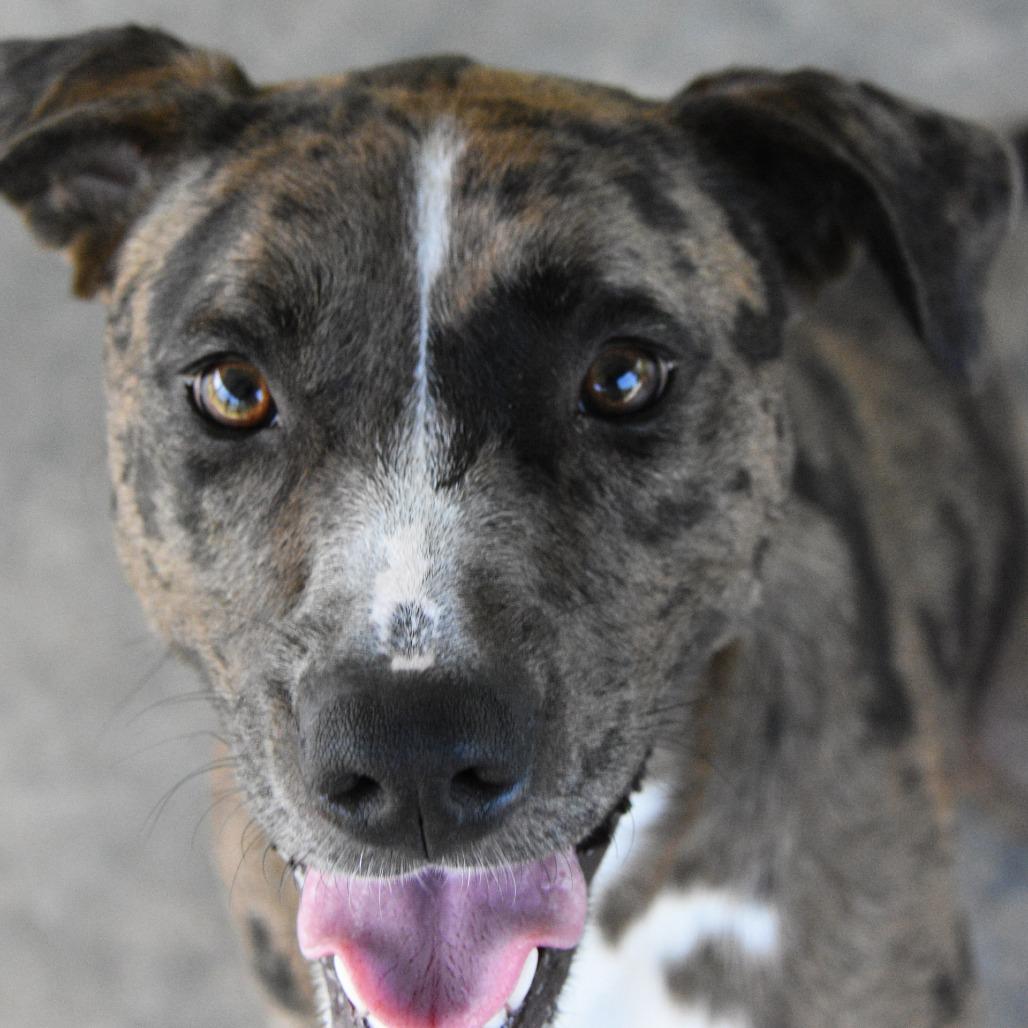 Minnie, a Adoptable Catahoula Leopard Dog in Columbus, NC image 5/6