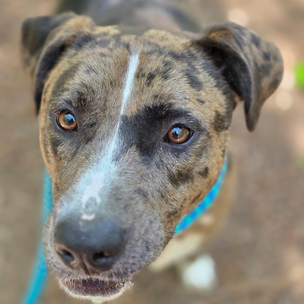 Minnie, a Adoptable Catahoula Leopard Dog in Columbus, NC image 3/3