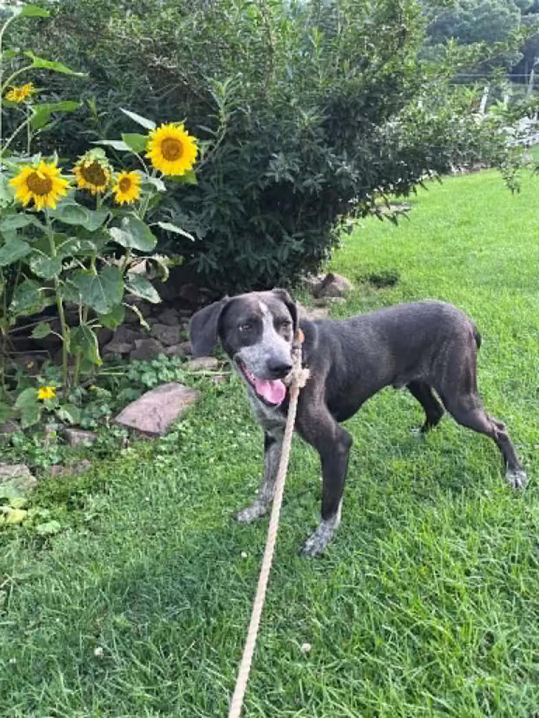 Bashful - rehome, ADOPTABLE, Young Male Australian Cattle Dog / Blue Heeler & Hound.