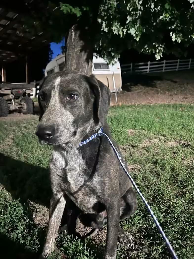 Bashful - rehome, a ADOPTABLE mixed breed in Monterey, VA image 2/2