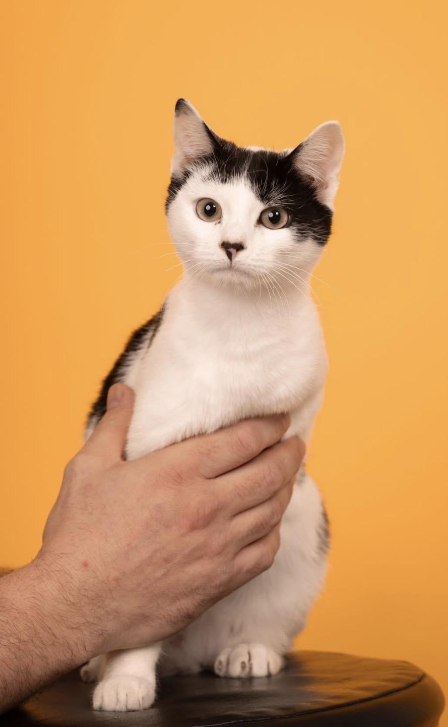 Binx ( sweet , lovable, playful ), ADOPTABLE, Kitten Male American Shorthair.