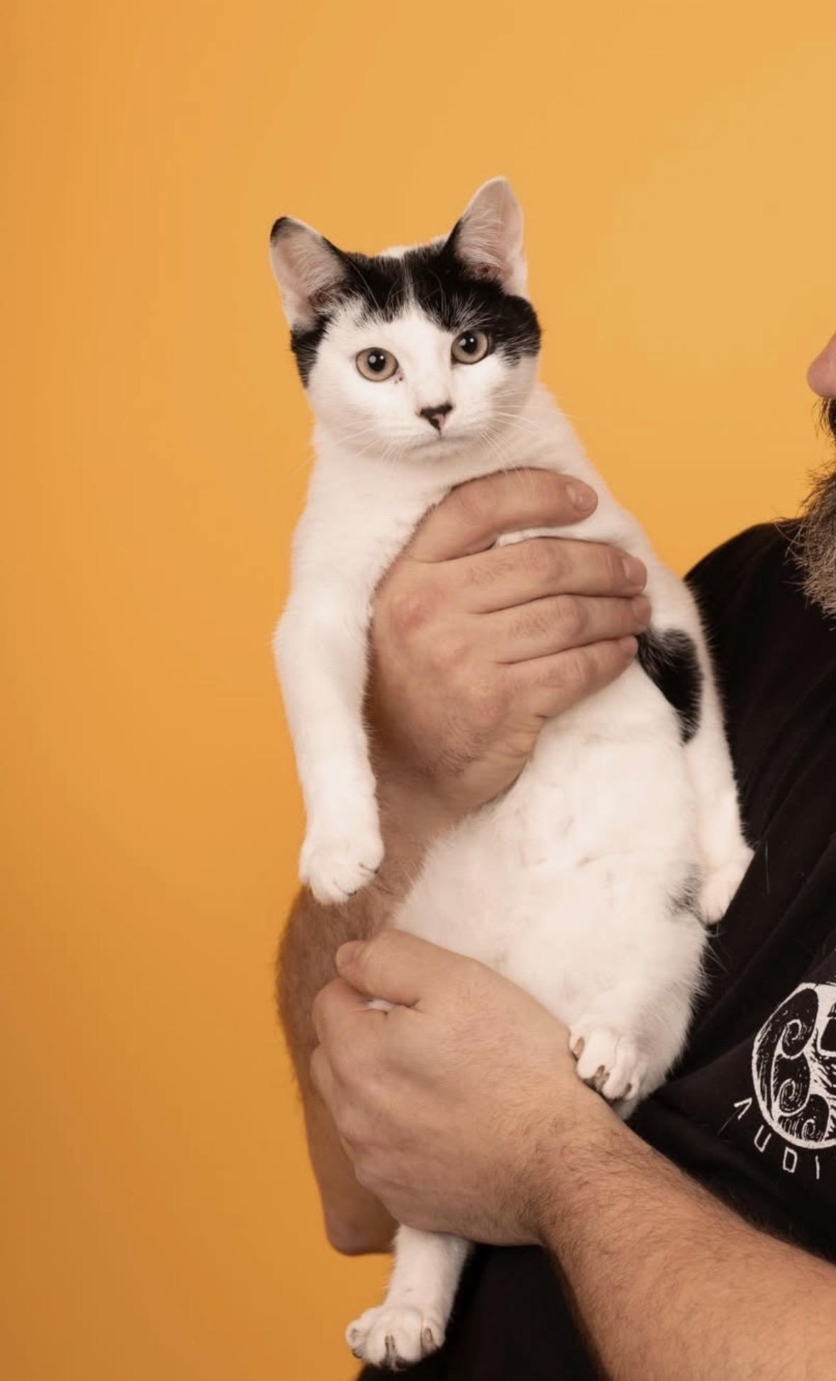 Enlarge Binx ( sweet , lovable, playful ), a ADOPTABLE American Shorthair in Staten Island, NY image 2/6