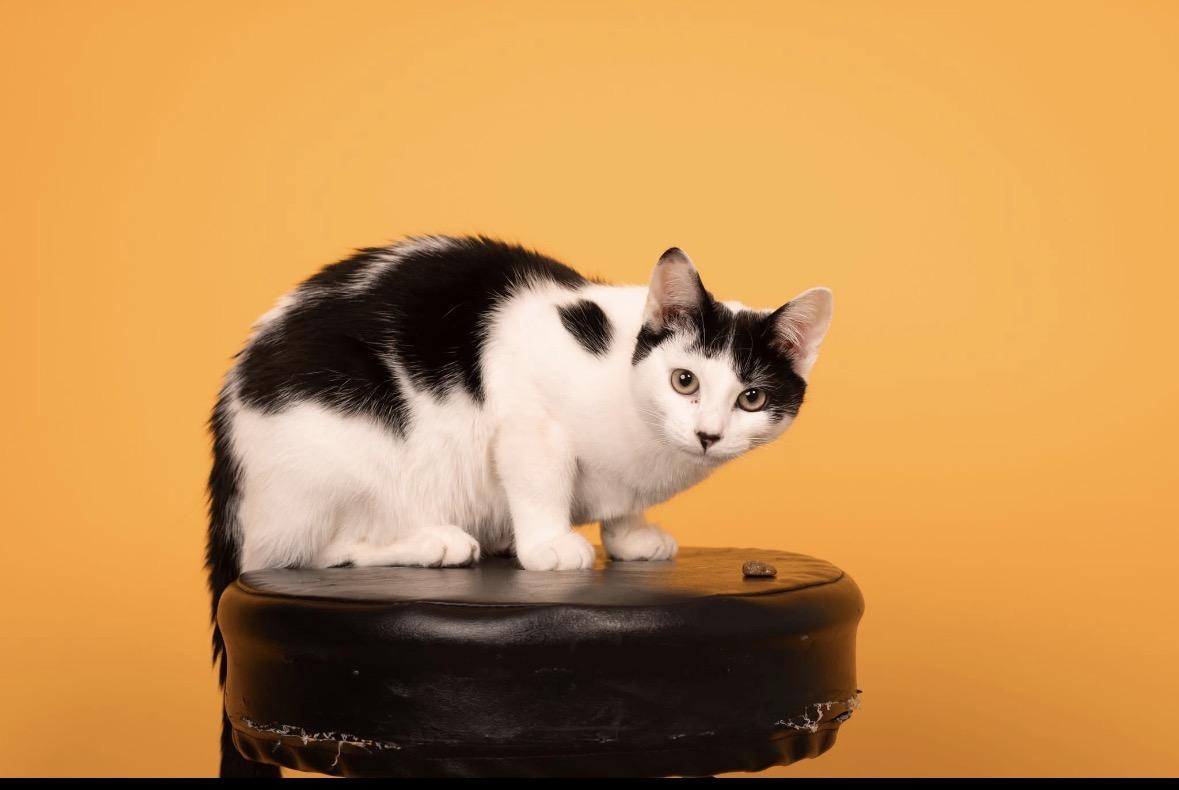 Enlarge Binx ( sweet , lovable, playful ), a ADOPTABLE American Shorthair in Staten Island, NY image 4/6