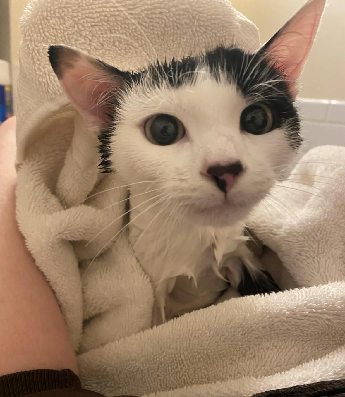 Enlarge Binx ( sweet , lovable, playful ), a ADOPTABLE American Shorthair in Staten Island, NY image 5/6