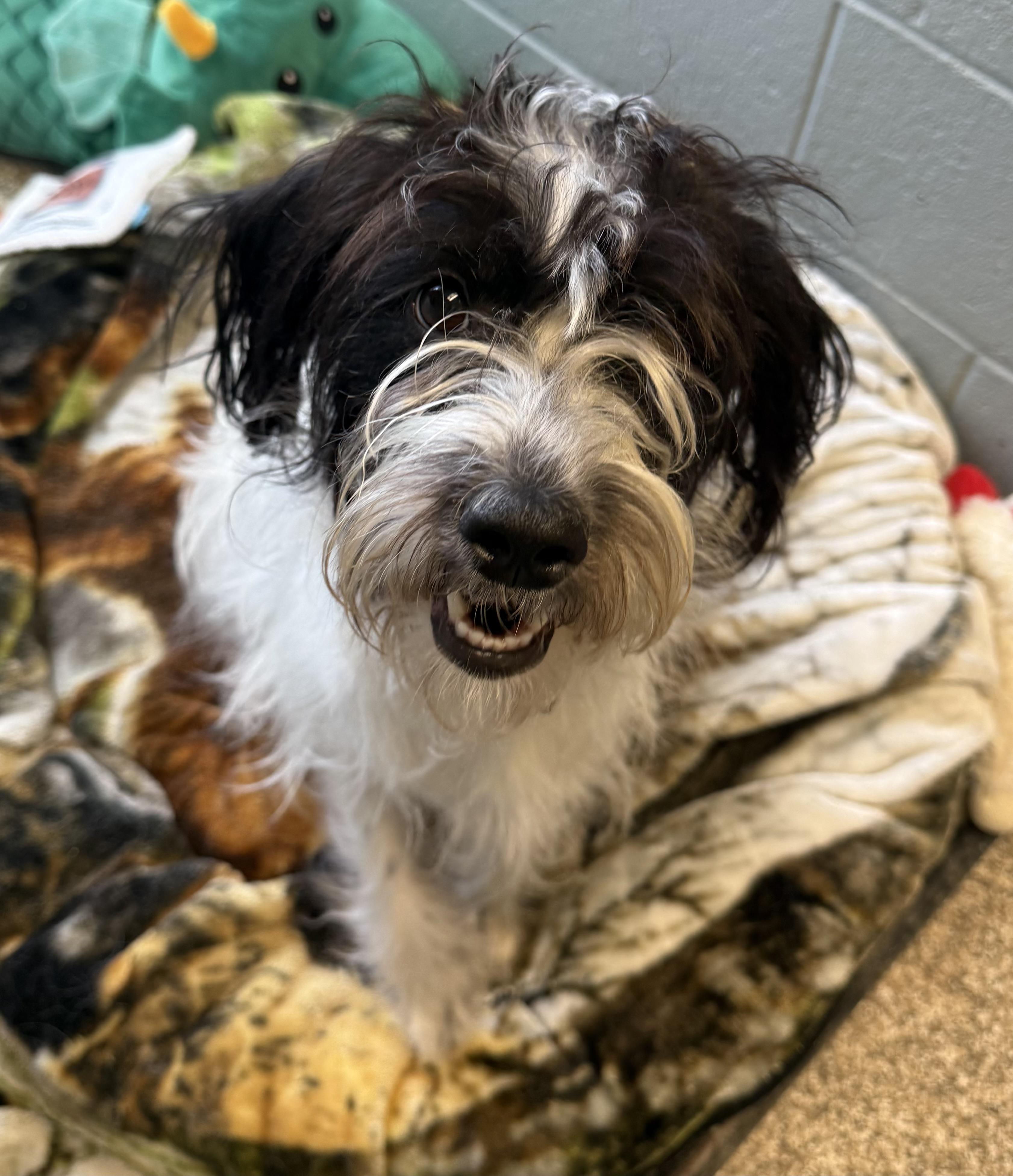 Cider, ADOPTABLE, Adult Female Terrier.