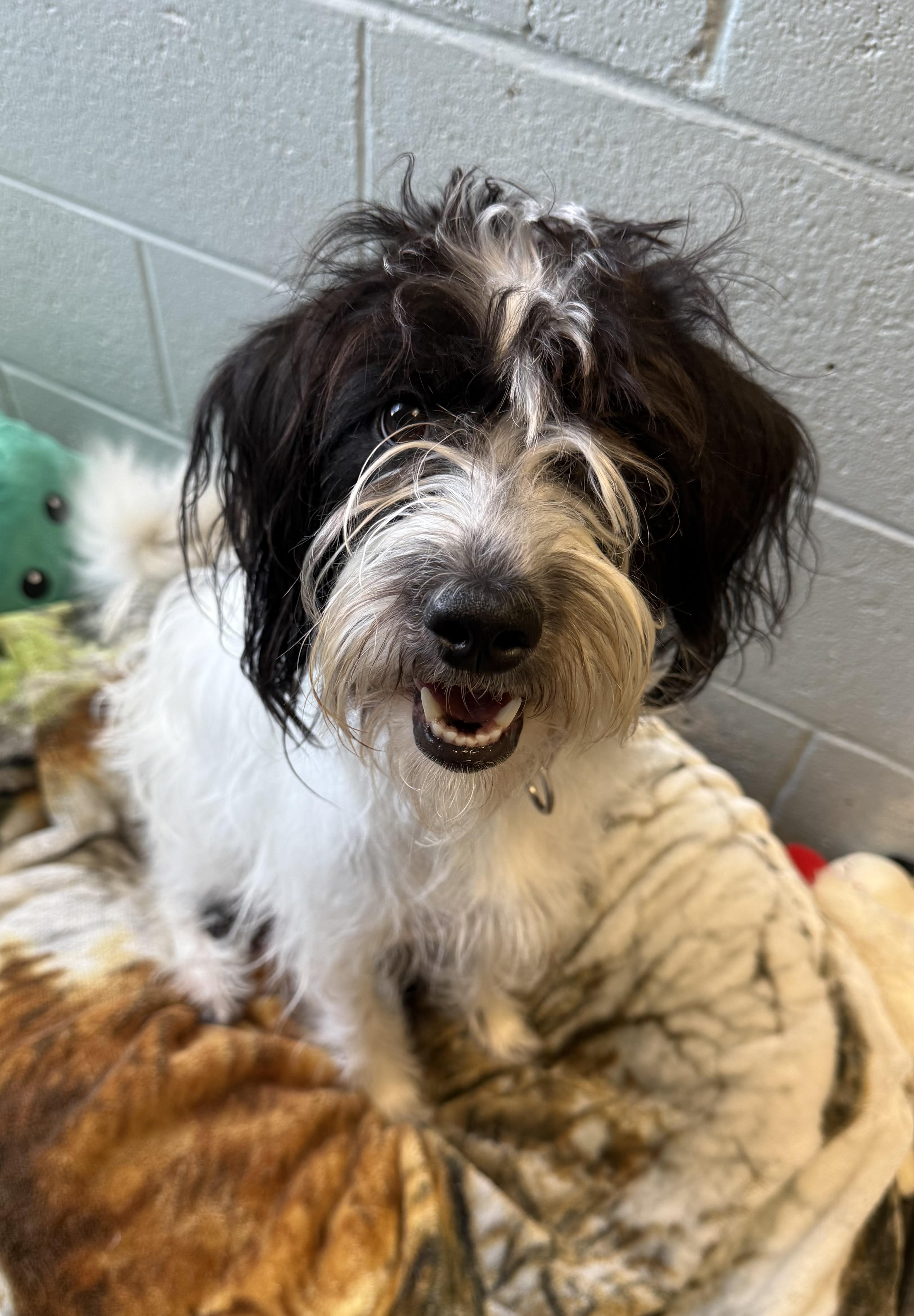 Enlarge Cider, a ADOPTABLE mixed breed in Sudbury, MA image 2/3