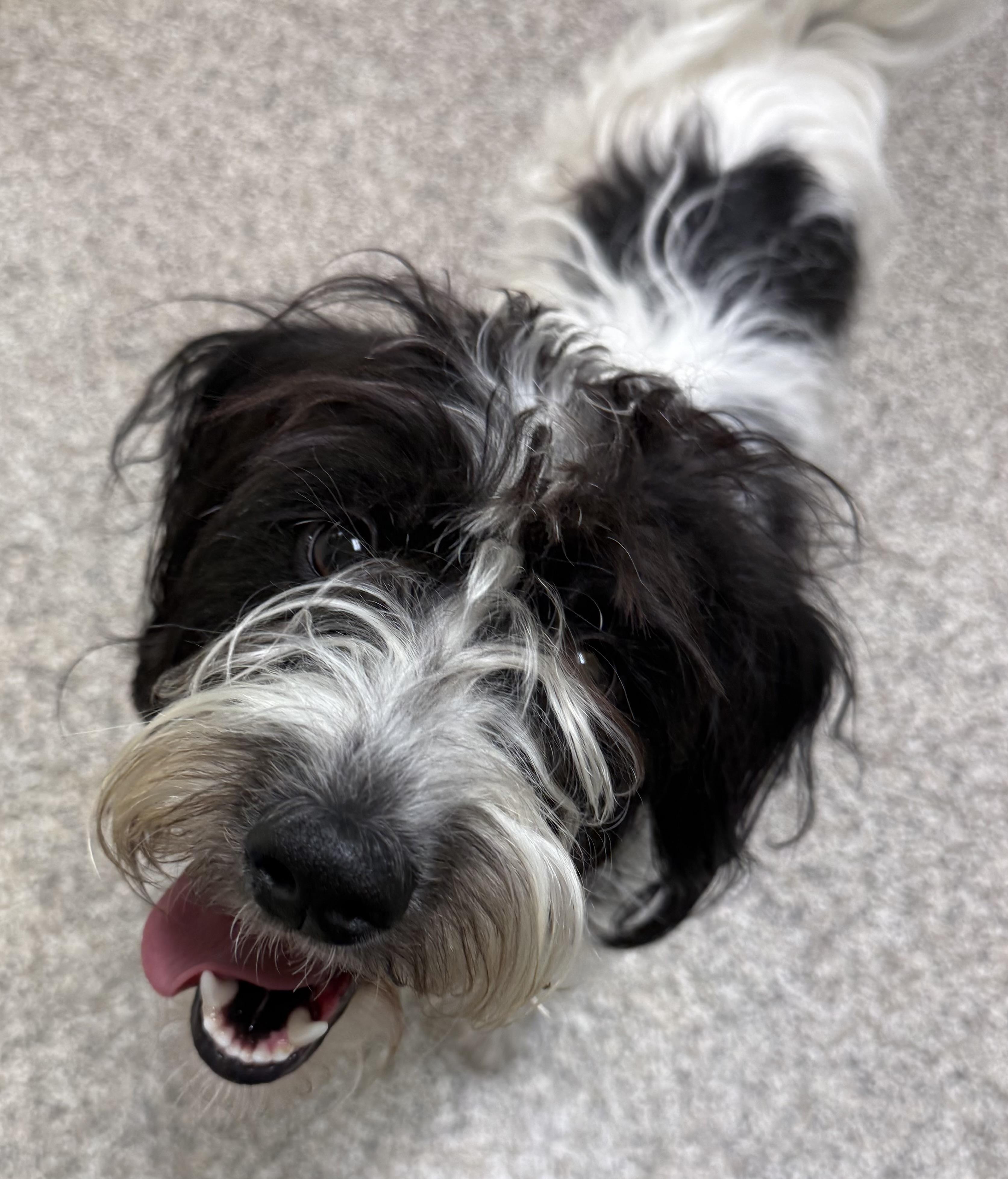 Enlarge Cider, a ADOPTABLE mixed breed in Sudbury, MA image 3/3