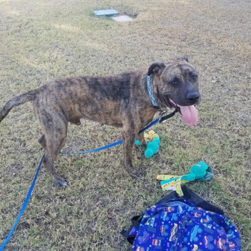 Forrest, Adoptable, Young Male Pit Bull Terrier.