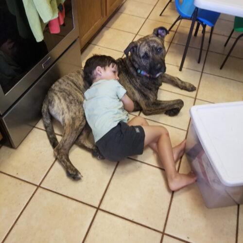 Enlarge Forrest, a Adoptable Pit Bull Terrier in Glendale, AZ image 2/4