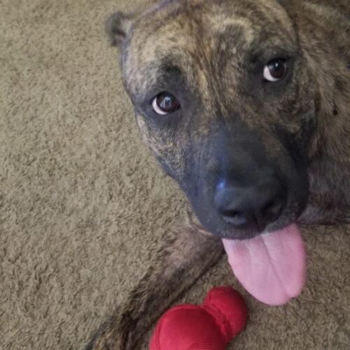 Enlarge Forrest, a Adoptable Pit Bull Terrier in Glendale, AZ image 3/4