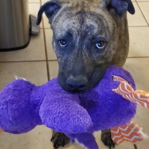 Enlarge Forrest, a Adoptable Pit Bull Terrier in Glendale, AZ image 4/4