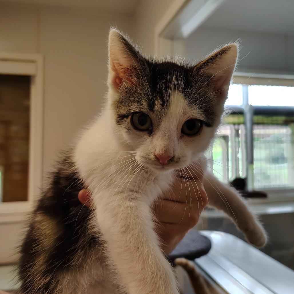 Enlarge Fajita, an adopted Domestic Short Hair in Indiana, PA image 1/1