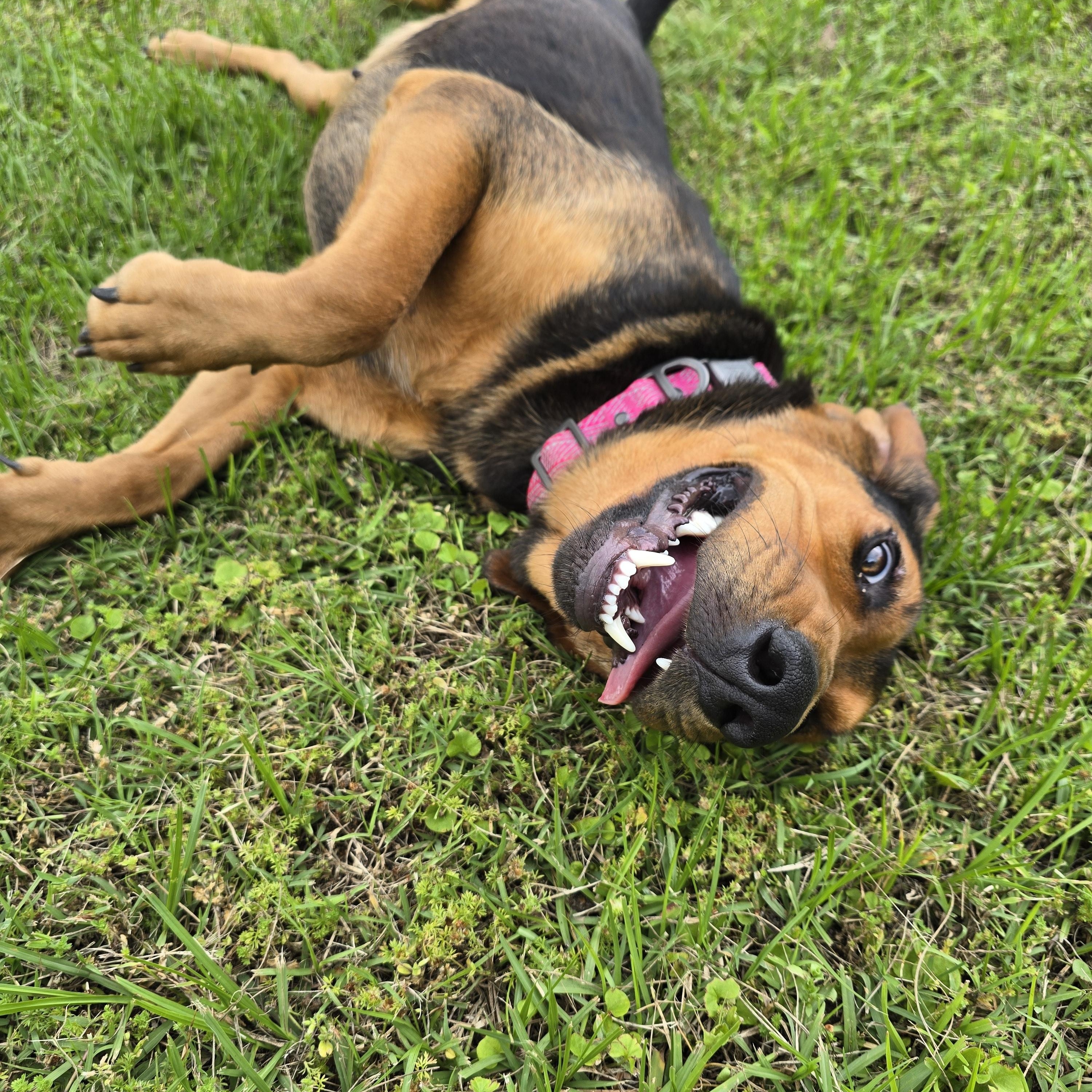 Lady, a Adopted Bloodhound in Willington, CT image 3/6