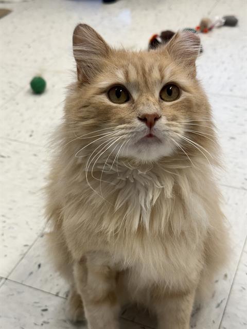 CHESTER, Adoptable, Adult Male Domestic Short Hair.