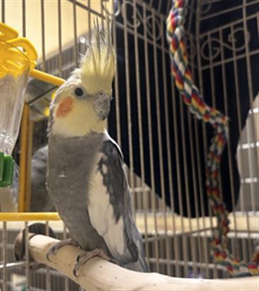 ORVILLE, Adoptable, Adult Male Cockatiel.