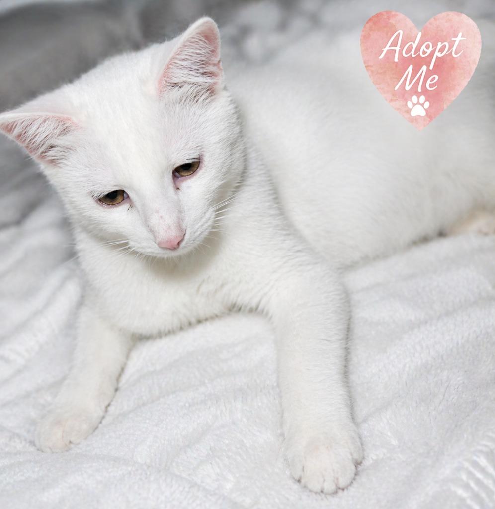 Bones, Adoptable, Young Female Domestic Short Hair.