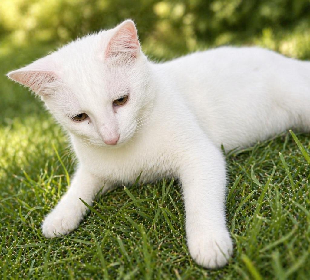 Enlarge Bones, a Adoptable mixed breed in Miami, OK image 2/3