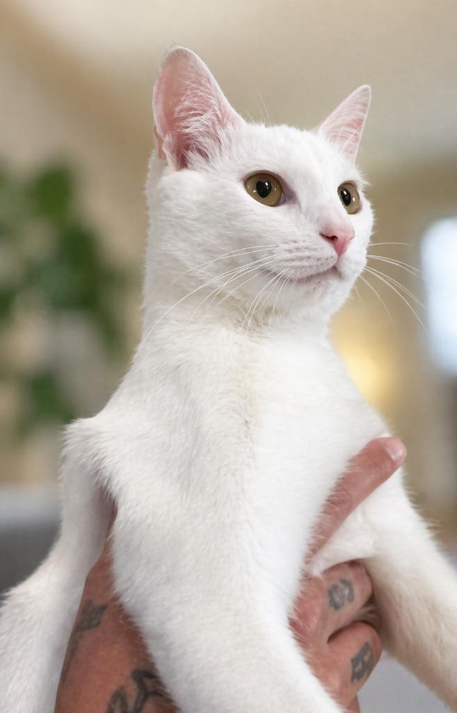 Enlarge Bones, a Adoptable mixed breed in Miami, OK image 3/3