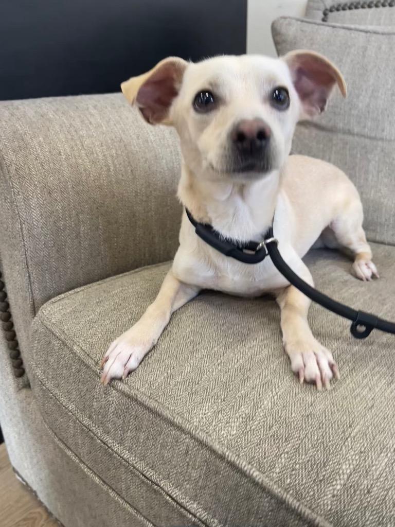 Enlarge Little Boy, a Adoptable mixed breed in Thousand Oaks, CA image 1/2