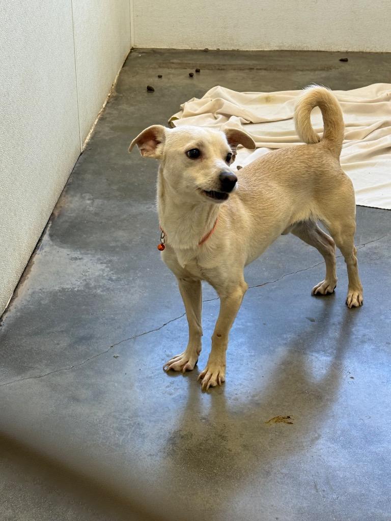 Enlarge Little Boy, a Adoptable mixed breed in Thousand Oaks, CA image 2/2