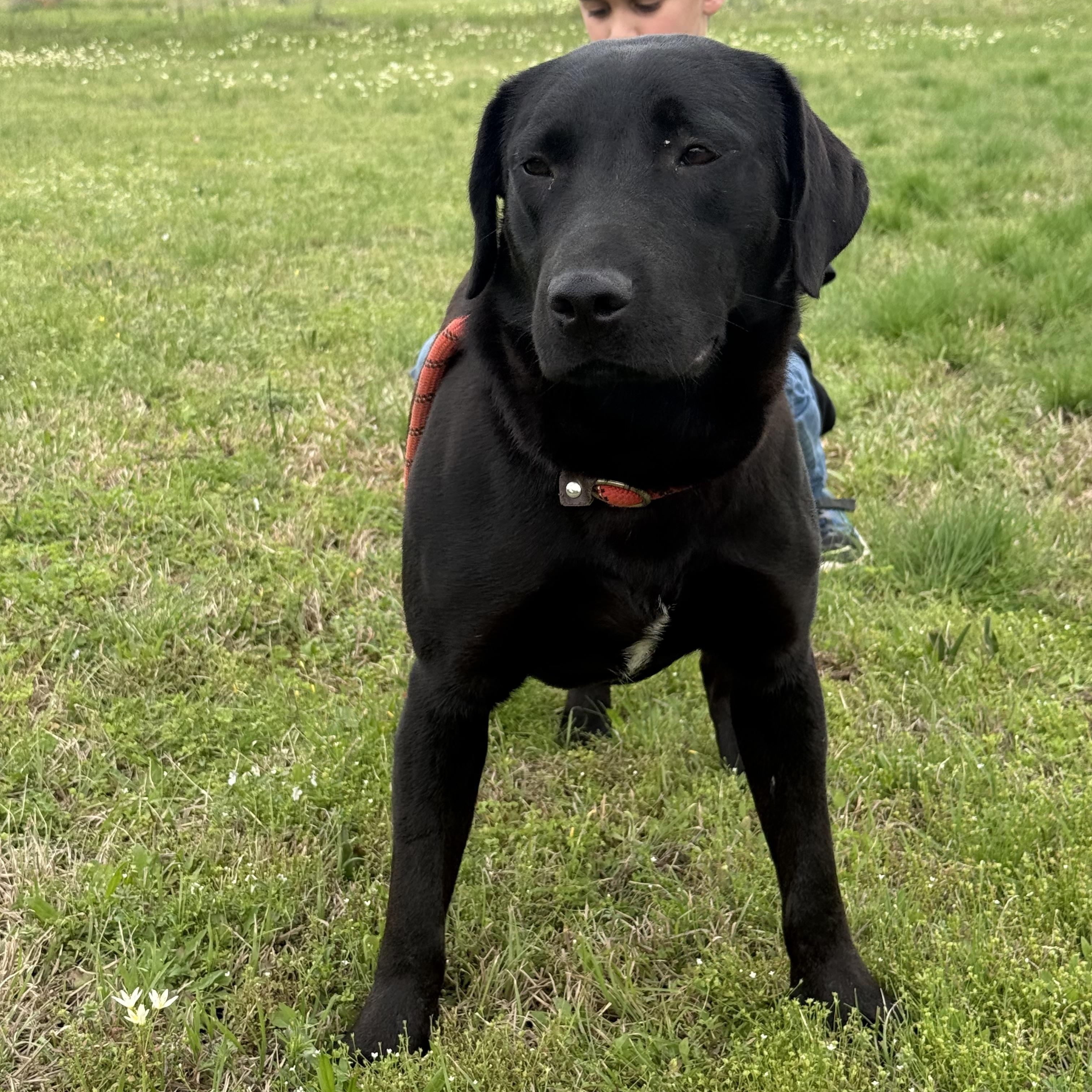 Iago, Adoptable, Young Male Black Labrador Retriever.