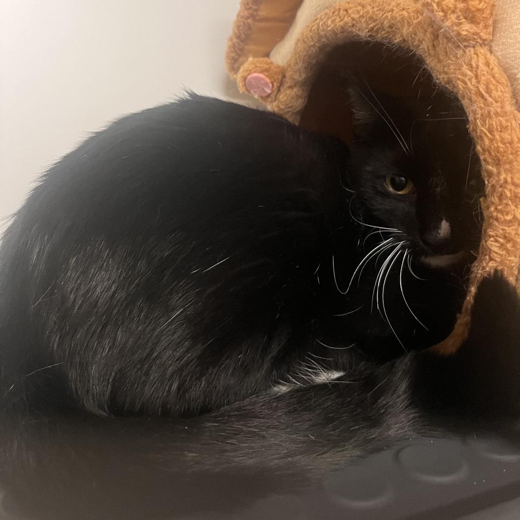 Enlarge Milky - City of Industry Location, a Adoptable Domestic Short Hair in Chino Hills, CA image 1/3