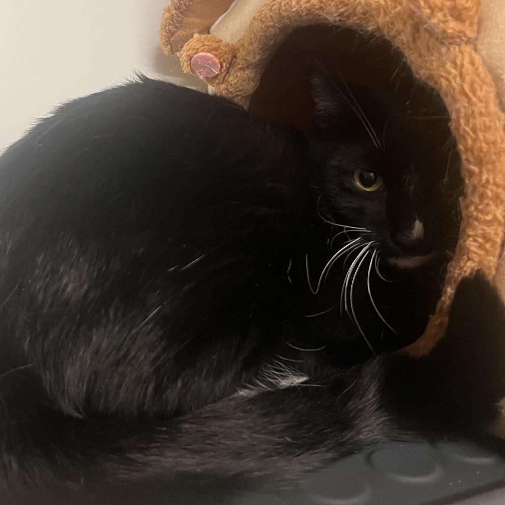Enlarge Milky - City of Industry Location, a Adoptable Domestic Short Hair in Chino Hills, CA image 2/3