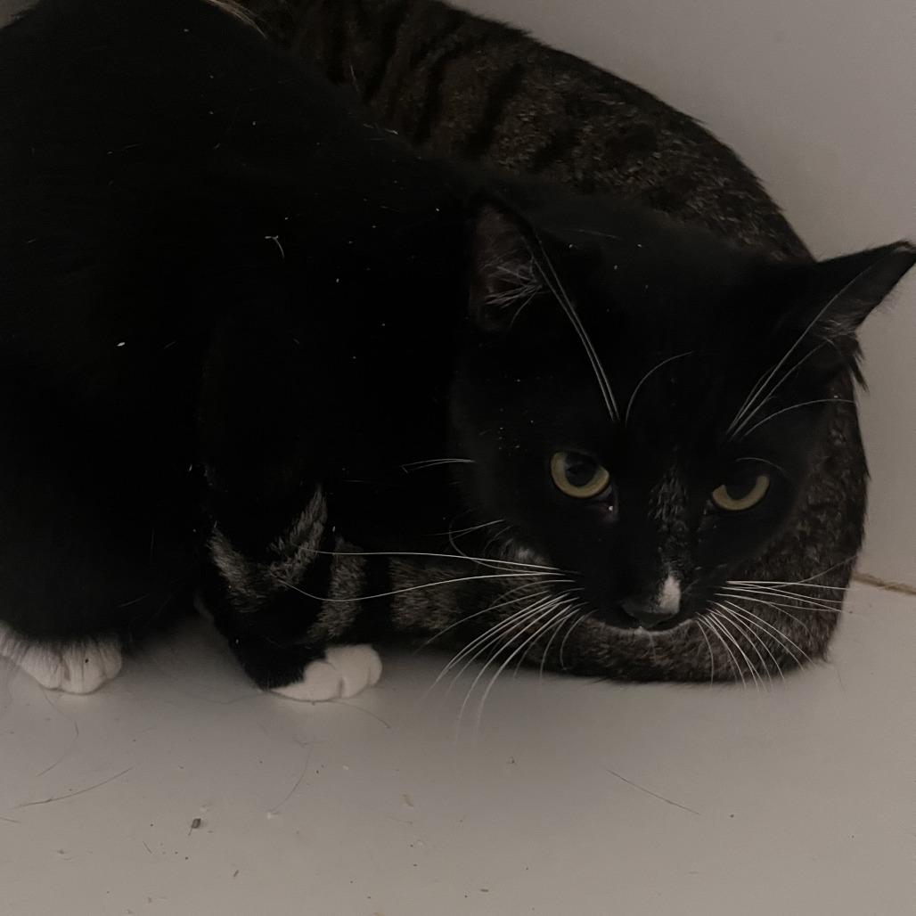 Enlarge Milky - City of Industry Location, a Adoptable Domestic Short Hair in Chino Hills, CA image 3/3
