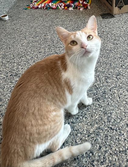 Spice, Adoptable, Adult Female Domestic Short Hair & Domestic Short Hair.