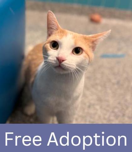 Enlarge Spice, a Adoptable mixed breed in Grapevine, TX image 2/3